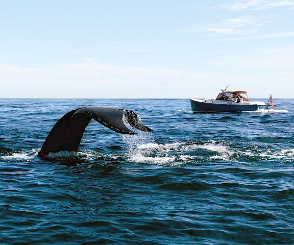 A whale’s tail emerges from the ocean near a small boat with people aboard, cruising under a clear blue sky.