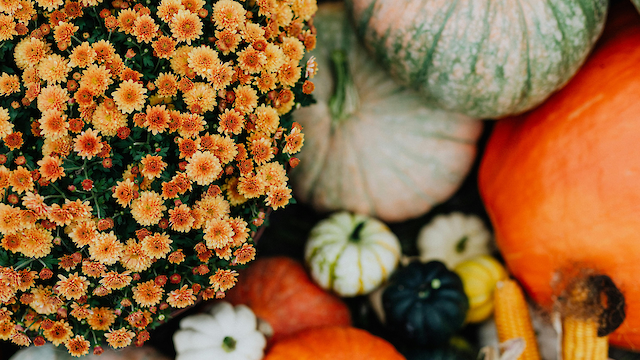 A vibrant display of orange flowers next to various pumpkins and gourds, with some ears of corn, creating an autumnal scene.