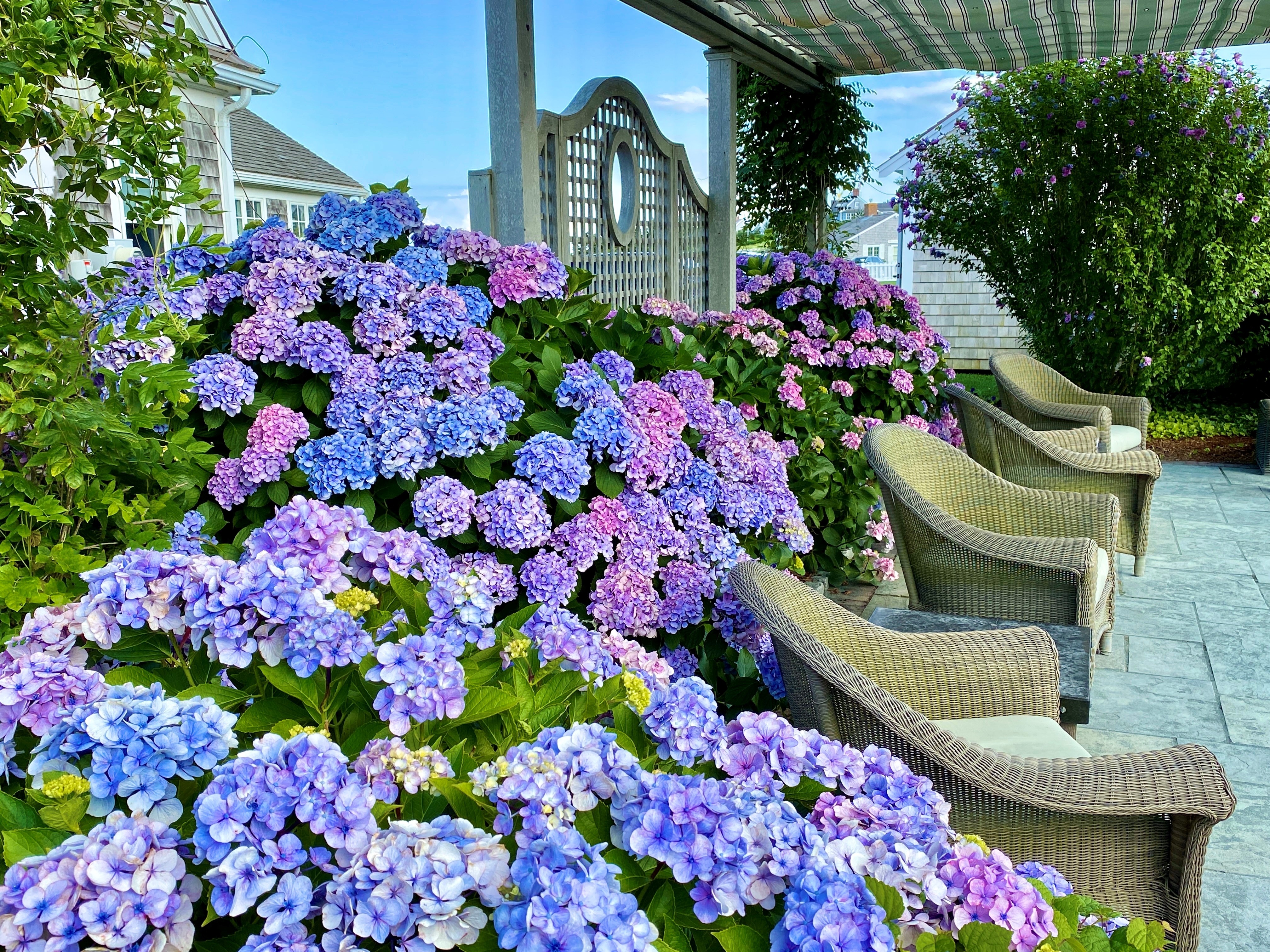 Hydrangeas at tennis